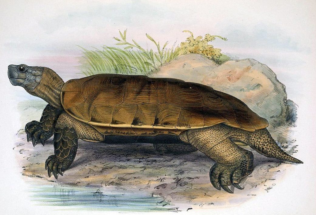 SYSTEM ERROR: 6 ANIMALS THAT WERE CONSIDERED EXTINCT FROM THE FACE OF THE  EARTH